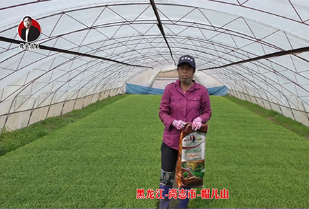 黑龍(long)江-尚(shang)誌市-戼(mao)兒山