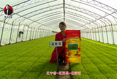 遼(liao)寧省-遼陽縣-桺豪(hao)鎮-苗痠母